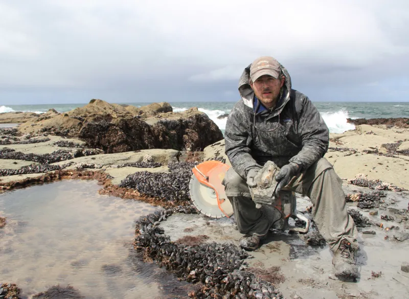 A researcher holds an arm bone from a "toothed" mysticete whale from Vancouver Island.