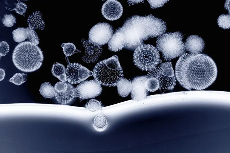 Radiolarian Shells