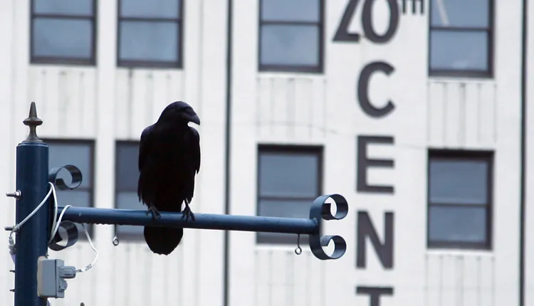 Sometimes the raven monitored Chilton’s progress from an overhead perch.