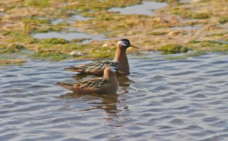 Red Phalaropes have specialized in feeding in open water by spinning rapidly on the surface to create a small whirlpool, which draws plankton to the surface to eat.