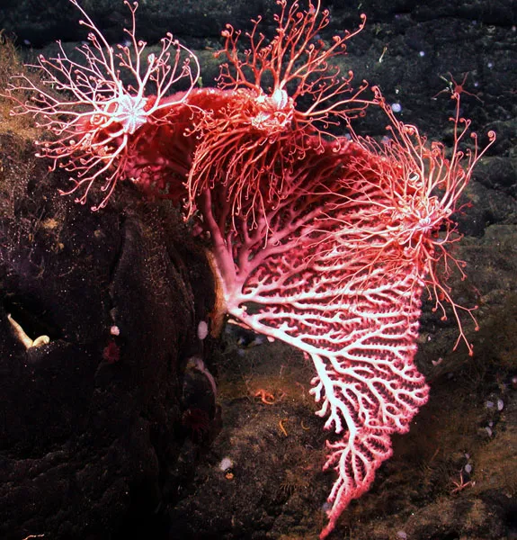 A fan-shaped colony of red coral (Corallium sp.) provides a perch for three basket stars as they feed.
