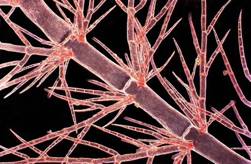 Red Algae