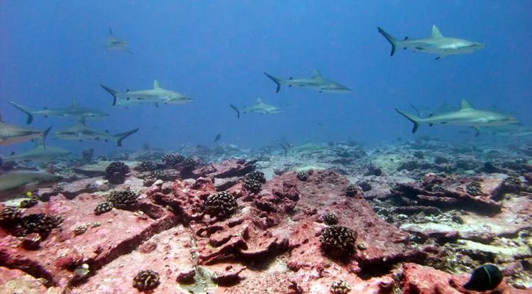 Large numbers of grey reef sharks were observed at Jarvis Island, an uninhabited Pacific island, during the 2010 Pacific RAMP expedition of the NOAA Ship Hi'ialakai.