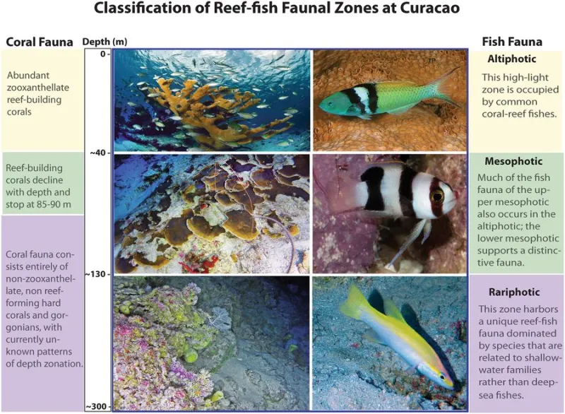 A chart that shows the various classification of reef zones off Curaçao.