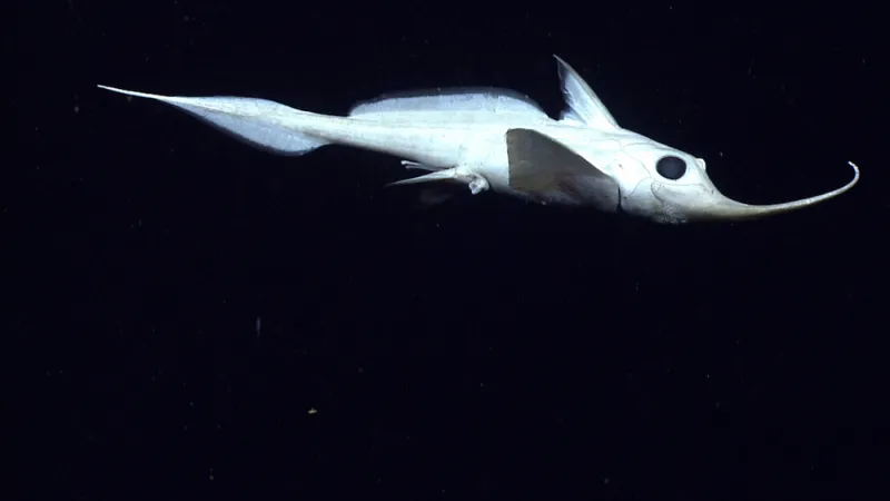 Rhinochimaera swimming in the Dark.