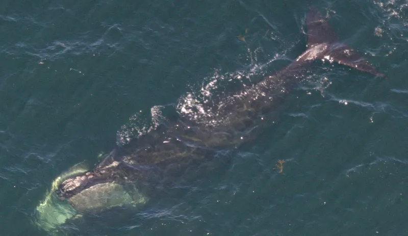 Phoenix, a North Atlantic right whale tracked by researchers, was spotted near New Hampshire on May 5th, 2010.