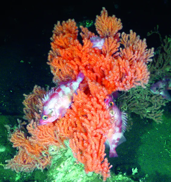 A rockfish finds refuge in a red tree coral, a deep-sea coral in the Olympic Coast National Marine Sanctuary.