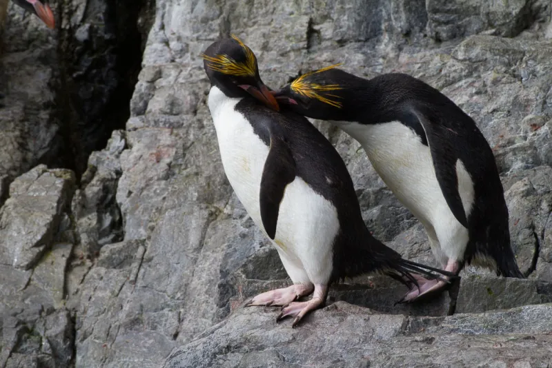 Macaroni penguins preen on rocks.