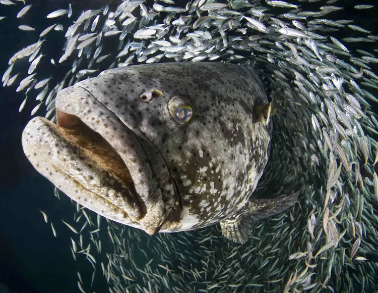 Goliath grouper during the annual spawning event in Jupiter, FL.