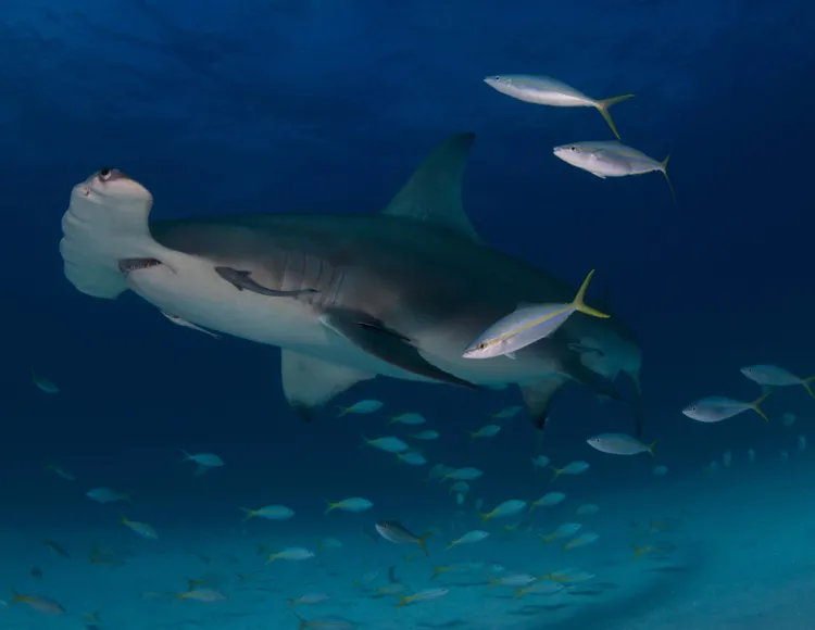 Great hammerhead in Bimini, Bahamas.