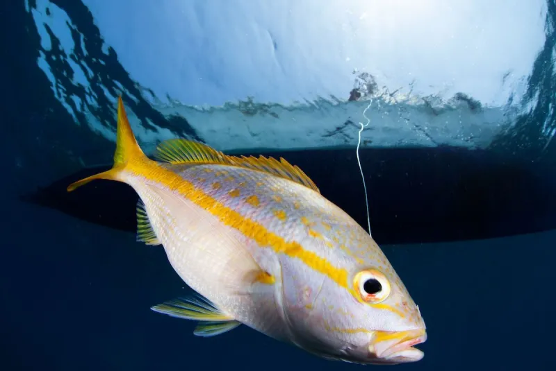a yellowtail snapper is hooked by a fisherman