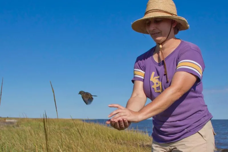 Sabrina Taylor, a wildlife biologist at Louisiana State University and lead scientist for the Gulf of Mexico Research Initiative, releases a seaside sparrow (Ammodramus maritimus) in the Louisiana marsh.