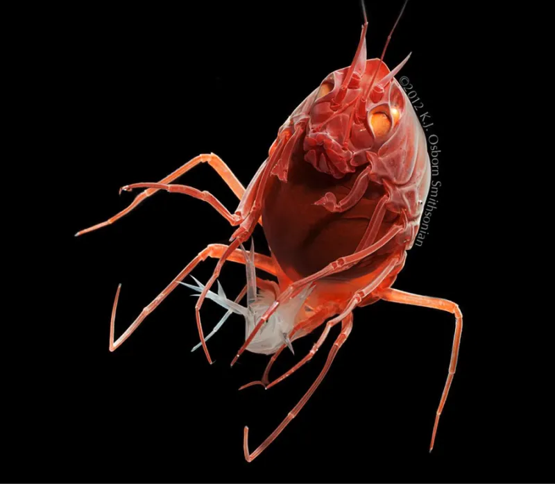 A red Scypholanceola aestiva stares at the screen with large orange eyes.