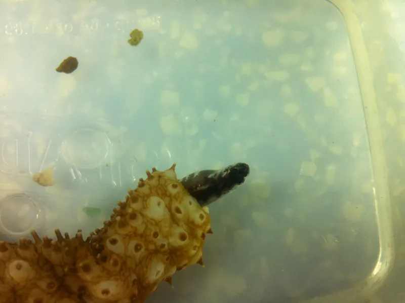 A pearlfish, which lives in the orange sea cucumber's anus, emerges to feed.