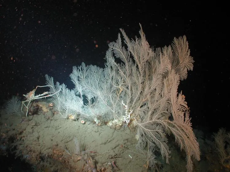 A deep sea crab (Rochinia crassa) poses with sea fan (Callogorgia spp.) and coral (Lophelia pertusa) on large carbonate boulder.