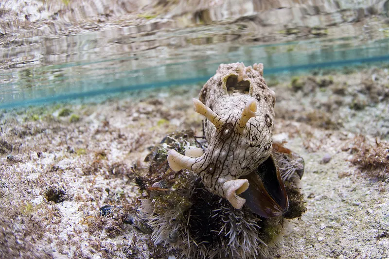 A brown sea hare sits in shallow ocean water.