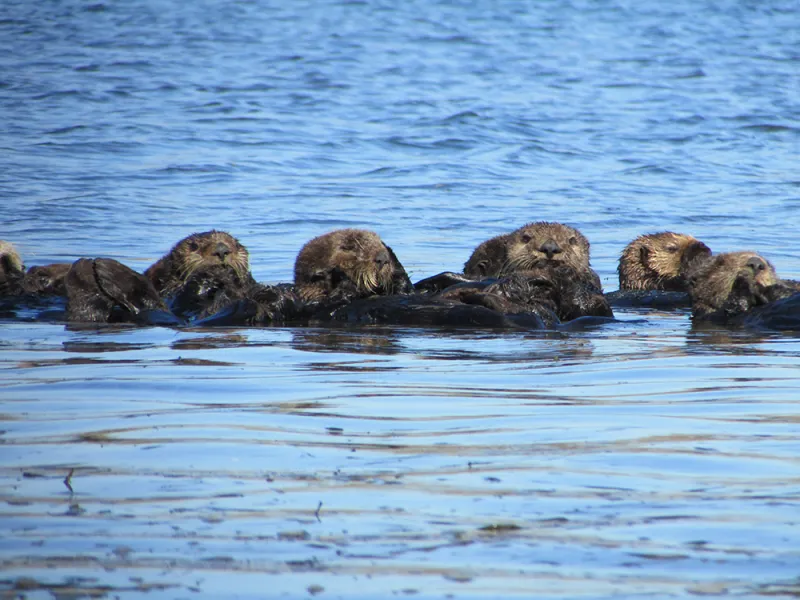 Sea otters floating on the surface of the ocean. 