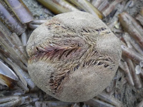 A round sea potato with hair-like spikes laying flat against its body.