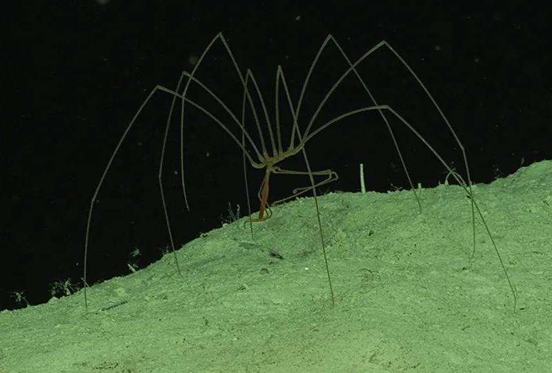 A sea spider walks on the ocean floor. 