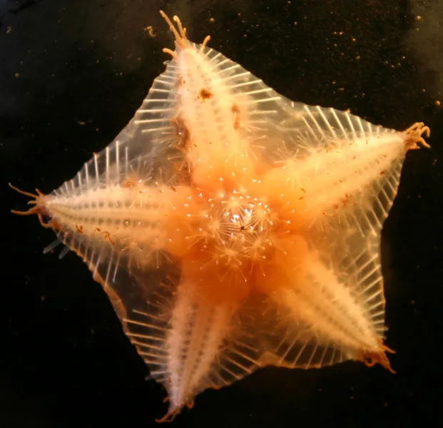 A sea star brought up from a benthic ROV dive.
