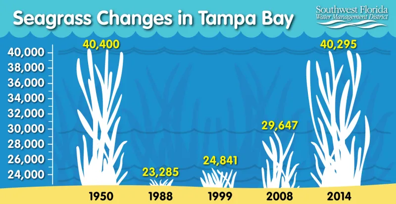 Infographic showing changes in Tampa Bay seagrass cover over time. Infographic showing changes in Tampa Bay seagrass cover over time.