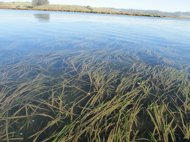 A view of seagrass in Elkhorn Slough from above. 
