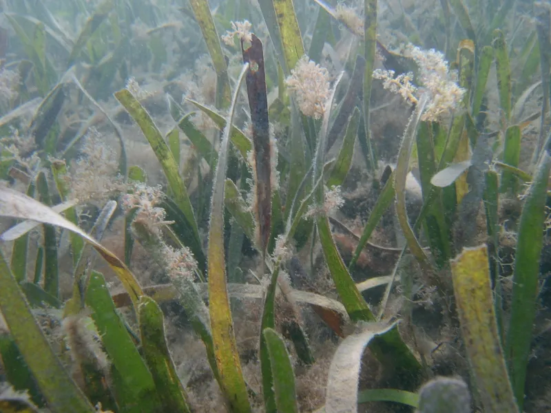 Broad-leaf seagrass (Posidonia australis) with algae epiphytes grows at Corner Inlet Marine National Park in Australia.
