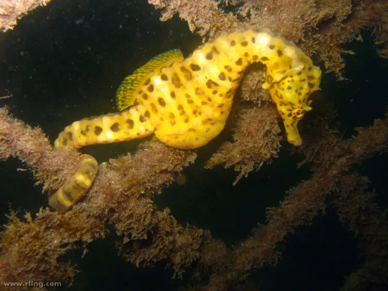 Seahorses are the only fish species that can hold your hand! Unlike most fish that use their tails for swimming, seahorses, such as this big-belly seahorse (Hippocampus abdominalis), use their monkey-like tails to hold onto objects in their environment, li