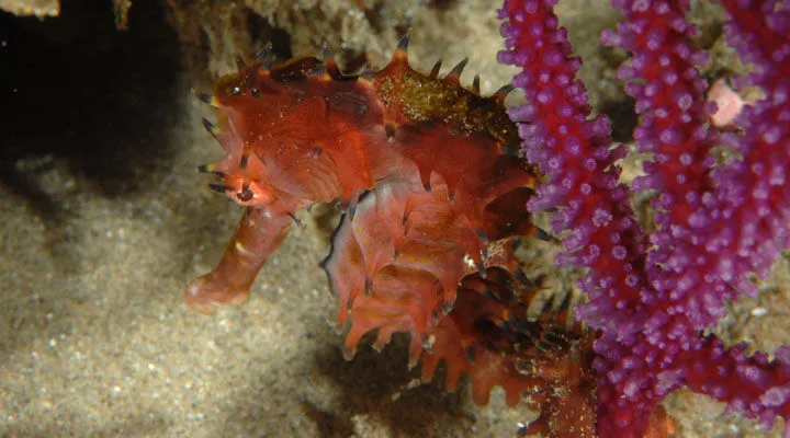 A Longspine seahorse off the coast of South Africa. 