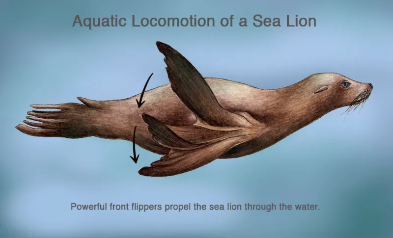 Sea lions generate thrust, or forward propulsion, by bringing their fore-flippers together in big sweeping motions called “claps.” When a sea lion “claps,” it stretches its flippers out to the sides and sweeps them down. Then it tucks its flippe