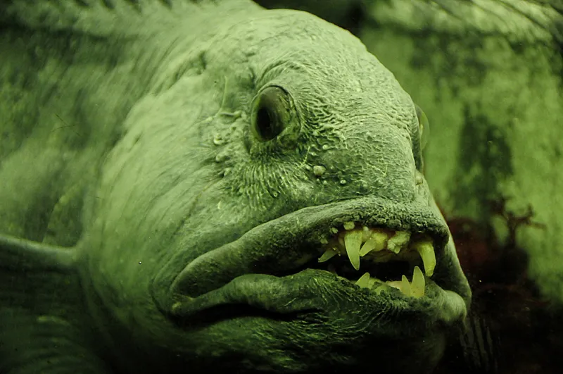 Despite its fearsome look, the Atlantic wolffish (or sea wolf) isn't a danger to humans, largely preying on whelks, crabs, and sea urchins. 