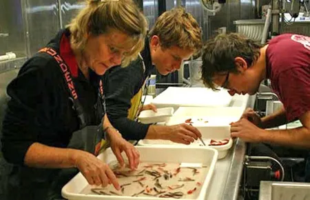 Ruth Meadows examines specimens as part of her Teacher at Sea experience.  NOAA Teacher at Sea Ruth Meadows sorts specimens aboard the NOAA Ship Henry B. Bigelow as part of the Mid-Atlantic Ridge Ecosystem (MAR-ECO) project. 