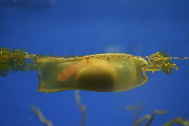 A bamboo shark grows in a thick egg case. Even within the egg case, the embryonic sharks can sense predators nearby and, in response, stop all gill movement and hold still to slip under the radar.