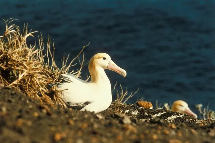 Only 2,000 individuals of the endangered short-tailed albatross remain after the species was hunted for its feathers in the 1940s. 