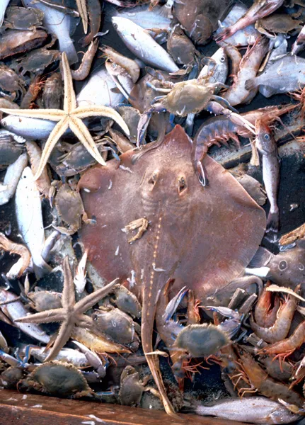 A skate is among the many bycatch species caught in this shrimp trawl net.