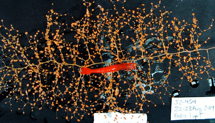 Marine scientists photographed and measured this gorgonian coral and deep-sea shrimp just as they were collected—together. 