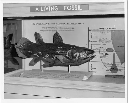 an old museum display of a coelacanth