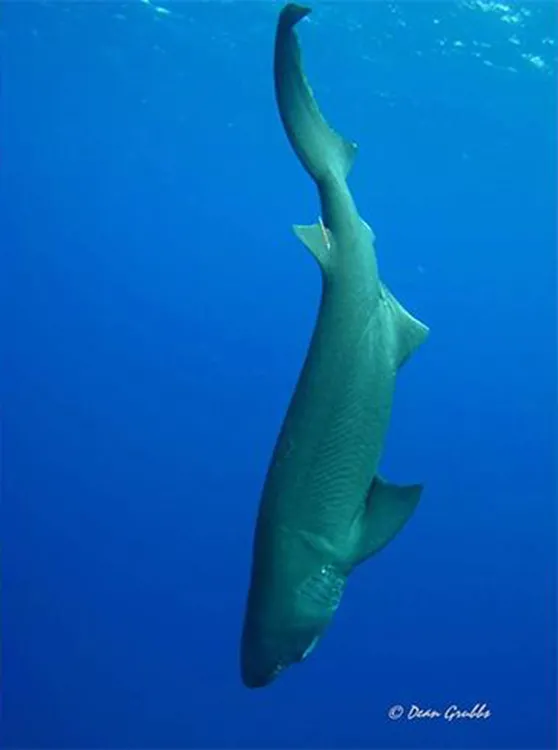 A sixgill shark.