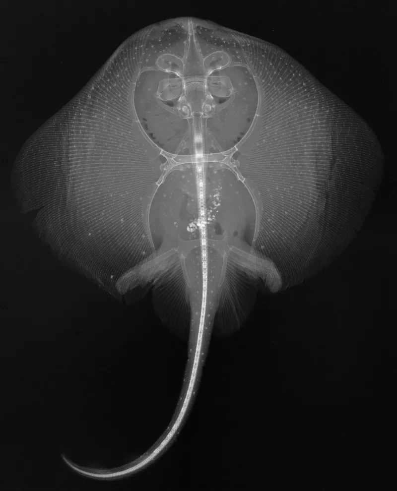 X-ray Image of a Monterey Skate
