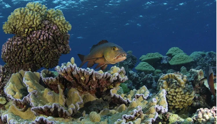 A red snapper hunts for prey on Kingman’s Reef, a healthy reef in the Line Islands.