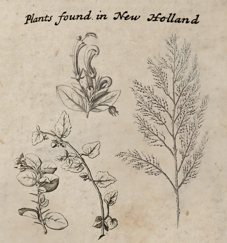 As soon as Dampier set foot in Australia, he began making observations and collecting specimens of plants, which he carefully pressed between the pages of books to be studied by the “ingenious” and “curious” upon his return to England. As Dampier conducted his investigations, his artist made detailed sketches like these.