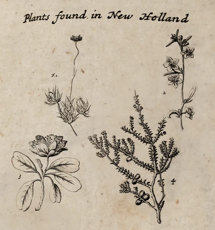 As Dampier studied the plants he encountered in Australia, he wrote that they were “for the most part unlike any I had seen elsewhere.” In fact, nearly all the plants Dampier observed were entirely unknown to botanists at that time.