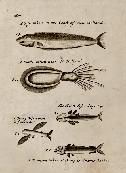 Pirate William Dampier's shipboard artist carefully recorded the species that Dampier found new and unusual.