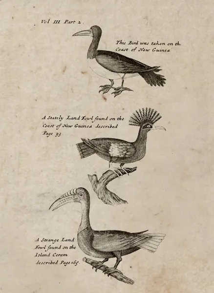 After leaving Australia, Dampier and his men reached the western coast of New Guinea on New Year’s Day 1700. There Dampier observed birds that he had never seen before, like the “stately land-fowl” shown here.