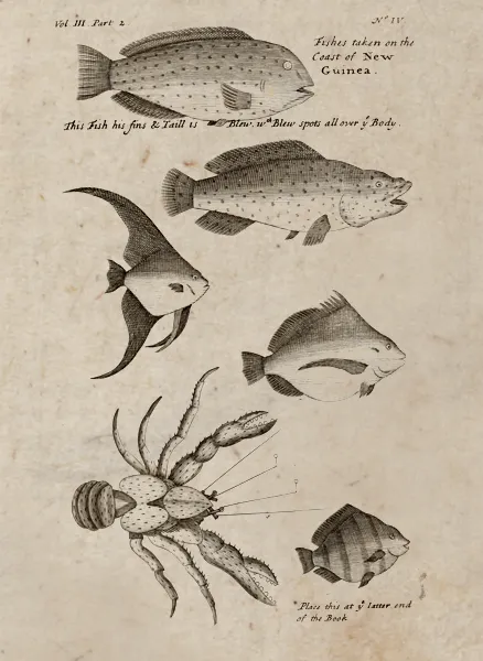 Illustrations of fish and crab from New Guinea