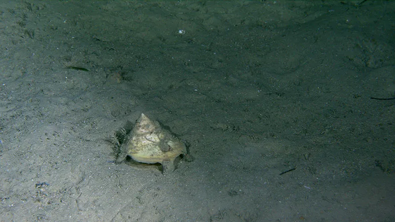 a pointed shell on a muddy seafloor