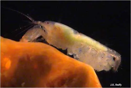 Snapping shrimp queen with eggs.