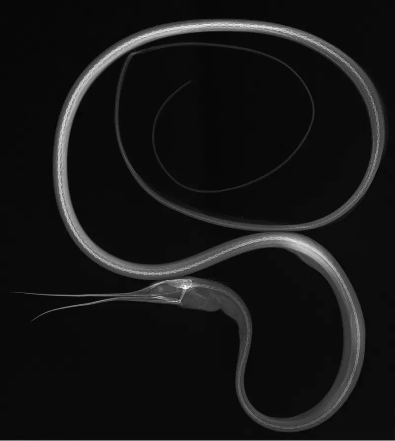 X-ray image of a slender snipe eel