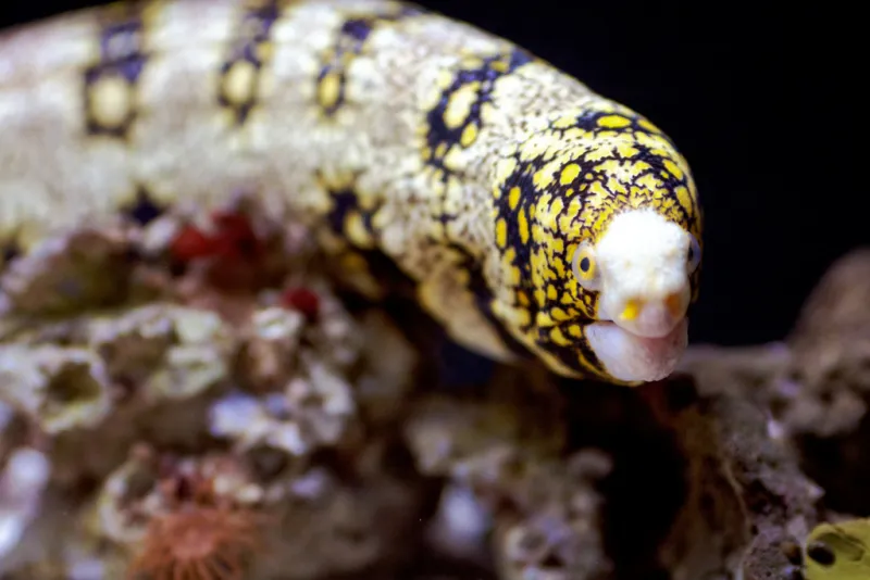 Snowflake Moray Eel The white, black and yellow patterns of this eel look like snowflakes.