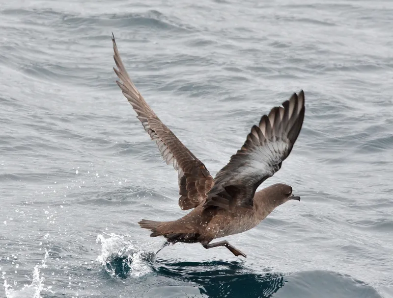 Sooty Shearwaters Migrate